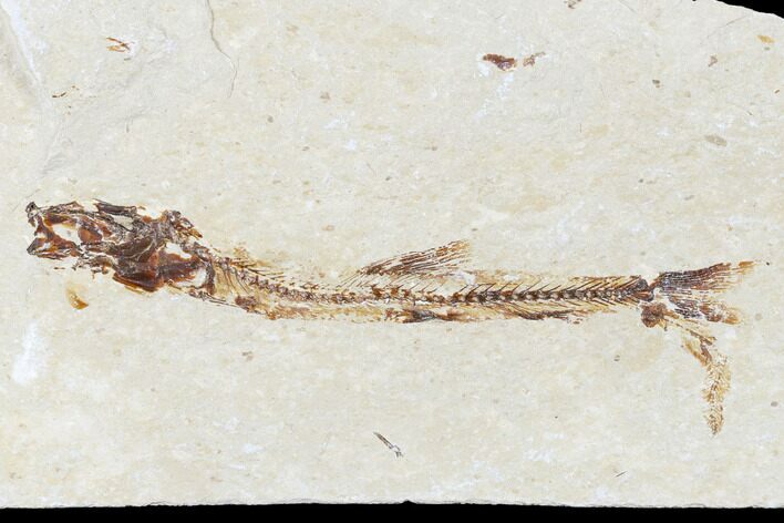 Cretaceous Fossil Fish (Charitosomus) - Lebanon #173366